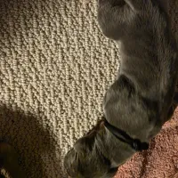 Gouda, a female Great Dane for sale in Peoria, AZ – Photo 10 of 10