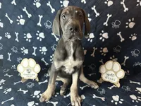 Gouda, a female Great Dane for sale in Peoria, AZ – Photo 3 of 10