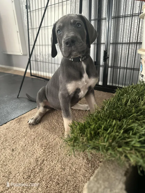 Gouda – Great Dane puppy for sale in Peoria, AZ