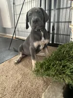 Gouda, a female Great Dane for sale in Peoria, AZ – Photo 5 of 10