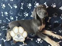 Gouda, a female Great Dane for sale in Peoria, AZ – Photo 1 of 10