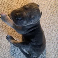 Gouda, a female Great Dane for sale in Peoria, AZ – Photo 9 of 10