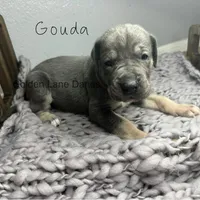 Gouda, a female Great Dane for sale in Peoria, AZ – Photo 6 of 10