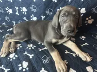 Gouda, a female Great Dane for sale in Peoria, AZ – Photo 2 of 10