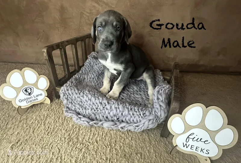 Gouda – Great Dane puppy for sale in Peoria, AZ