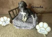 Gouda, a female Great Dane for sale in Peoria, AZ – Photo 7 of 10