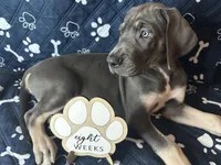 Gouda, a female Great Dane for sale in Peoria, AZ – Photo 4 of 10