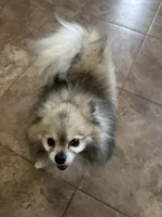 Bandit, a male Pomeranian for sale in Peoria, AZ – 4 of 9