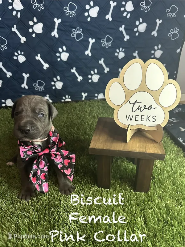 Biscuit  – Great Dane puppy for sale in Peoria, AZ
