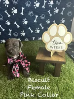 Biscuit , a female Great Dane for sale in Peoria, AZ – 3 of 8