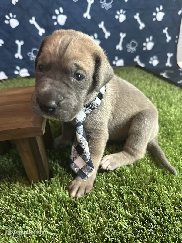 Bacon  – Great Dane puppy for sale in Peoria, AZ