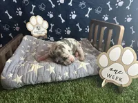 Omelette, a female Great Dane for sale in Peoria, AZ – 3 of 8
