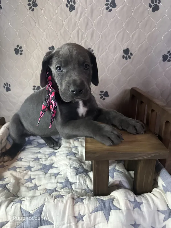 Biscuit  – Great Dane puppy for sale in Peoria, AZ