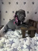 Biscuit , a female Great Dane for sale in Peoria, AZ – 2 of 8