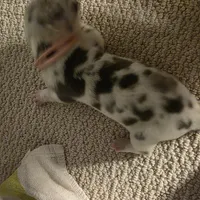 Brie, a female Great Dane for sale in Peoria, AZ – Photo 3 of 3