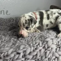 Brie, a female Great Dane for sale in Peoria, AZ – Photo 1 of 3