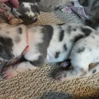 Brie, a female Great Dane for sale in Peoria, AZ – Photo 2 of 3