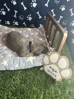 Bacon , a male Great Dane for sale in Peoria, AZ – 2 of 6