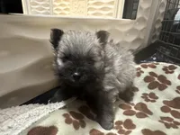 Mickey , a male Pomeranian for sale in Peoria, AZ – 3 of 10