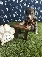 Honey , a female Great Dane for sale in Peoria, AZ – 3 of 8