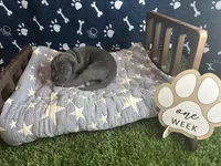 Toast , a male Great Dane for sale in Peoria, AZ – 3 of 6