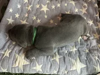 Toast , a male Great Dane for sale in Peoria, AZ – 5 of 6