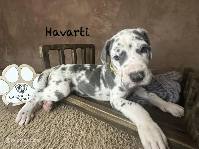 Havarti  – Great Dane puppy for sale in Peoria, AZ