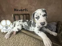 Havarti , a male Great Dane for sale in Peoria, AZ – Photo 1 of 3