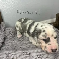 Havarti , a male Great Dane for sale in Peoria, AZ – Photo 2 of 3