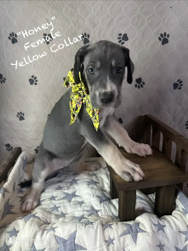 Honey  – Great Dane puppy on hold in Peoria, AZ