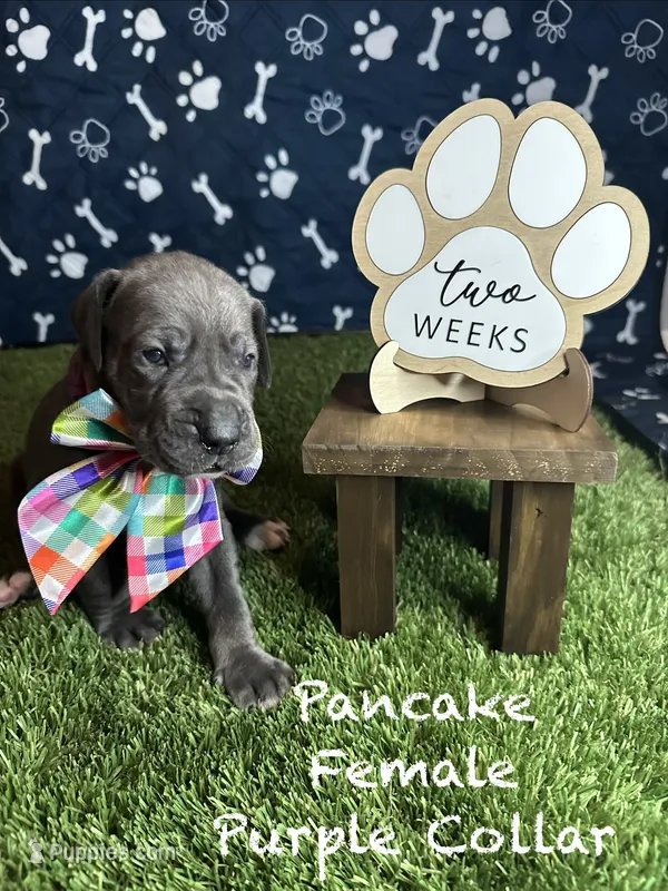 Pancake – Great Dane puppy for sale in Peoria, AZ