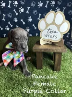 Pancake, a female Great Dane for sale in Peoria, AZ – 3 of 9