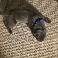 Bleu Cheese, a male Great Dane for sale in Peoria, AZ – Photo 4 of 4