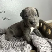 Bleu Cheese, a male Great Dane for sale in Peoria, AZ – Photo 2 of 4