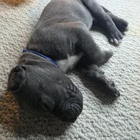 Bleu Cheese, a male Great Dane for sale in Peoria, AZ – Photo 3 of 4