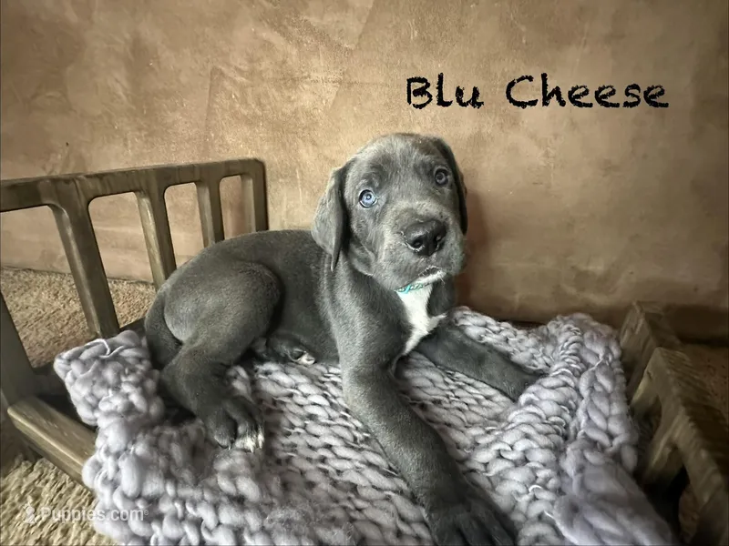 Bleu Cheese – Great Dane puppy for sale in Peoria, AZ