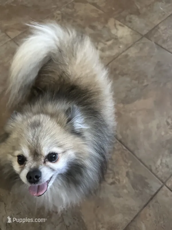 Bandit – Pomeranian puppy for sale in Peoria, AZ