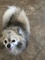 Bandit, a male Pomeranian for sale in Peoria, AZ – 1 of 9