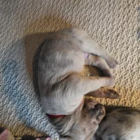 Cheddar, a male Great Dane for sale in Peoria, AZ – Photo 2 of 3