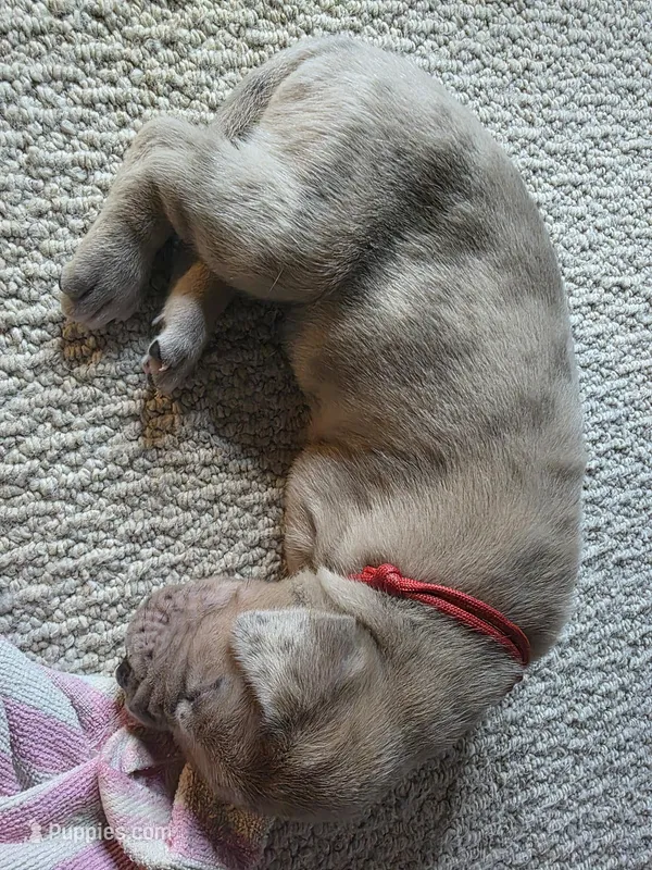 Cheddar – Great Dane puppy on hold in Peoria, AZ