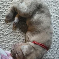 Cheddar, a male Great Dane for sale in Peoria, AZ – Photo 1 of 3