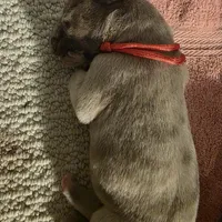 Cheddar, a male Great Dane for sale in Peoria, AZ – Photo 3 of 3