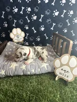 Omelette, a female Great Dane for sale in Peoria, AZ – 4 of 8
