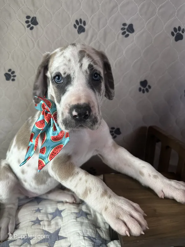 Omelette – Great Dane puppy on hold in Peoria, AZ