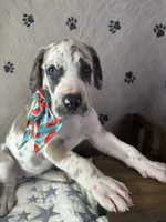 Omelette, a female Great Dane for sale in Peoria, AZ – 1 of 8