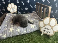 Biscuit , a female Great Dane for sale in Peoria, AZ – 4 of 5