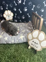 Honey , a female Great Dane for sale in Peoria, AZ – 3 of 6
