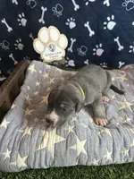 Honey , a female Great Dane for sale in Peoria, AZ – 4 of 6
