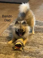 Mickey , a male Pomeranian for sale in Peoria, AZ – 10 of 10