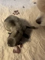 Mickey , a male Pomeranian for sale in Peoria, AZ – Photo 2 of 2